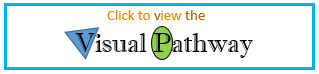 Visual Pathway for Paralegal Studies Certificate